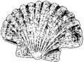 Seashell Scallop (large)